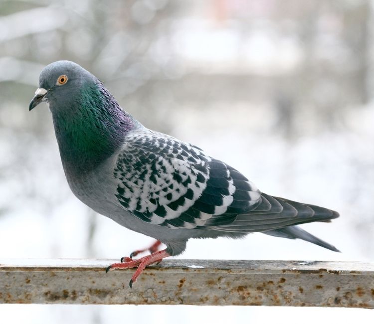 The #1 Pigeon Control in Tucson, AZ | A+ BBB Rating